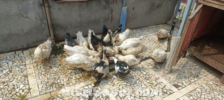 চিনা হাস